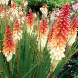 Kniphofia Orange Vanilla Popsicle P75kniovp - Garden Express Australia