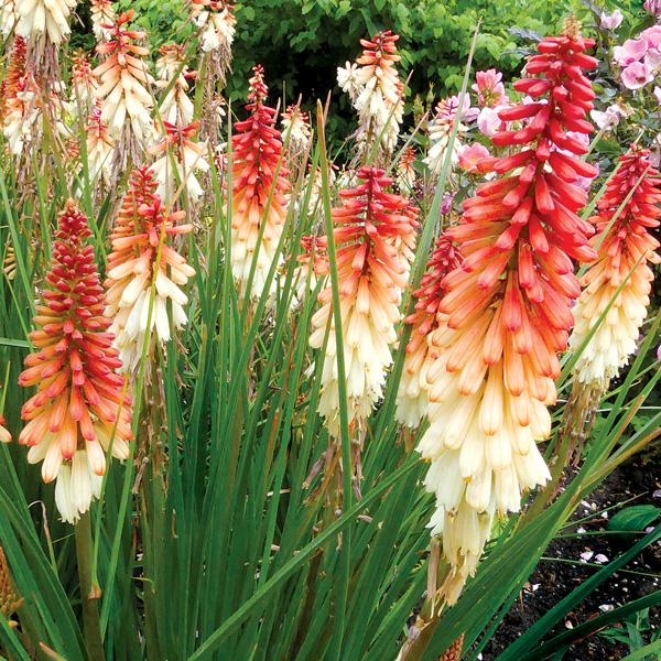 Kniphofia Orange Vanilla Popsicle