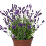 Lavender La Diva Vintage Violet 1 - Garden Express Australia