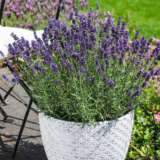 Lavender La Diva Vintage Violet - Garden Express Australia