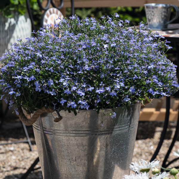 Lobelia Bella Aqua