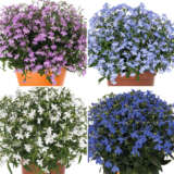 Lobelia Bella Collection Collombco - Garden Express Australia