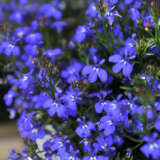 Lobelia Bella Oceano Lpllobboc - Garden Express Australia