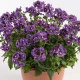 Nemesia Nesia Denim P68nemndm - Garden Express Australia