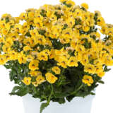 Nemesia Nesia Inca P68nemnin - Garden Express Australia