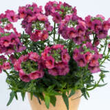 Nemesia Nesia Magenta P68nemnmg - Garden Express Australia