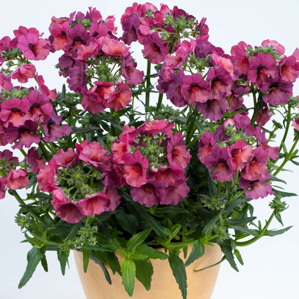 Nemesia Nesia Magenta