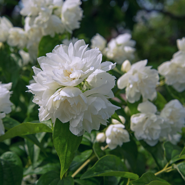 Philadelphus Flore Plena