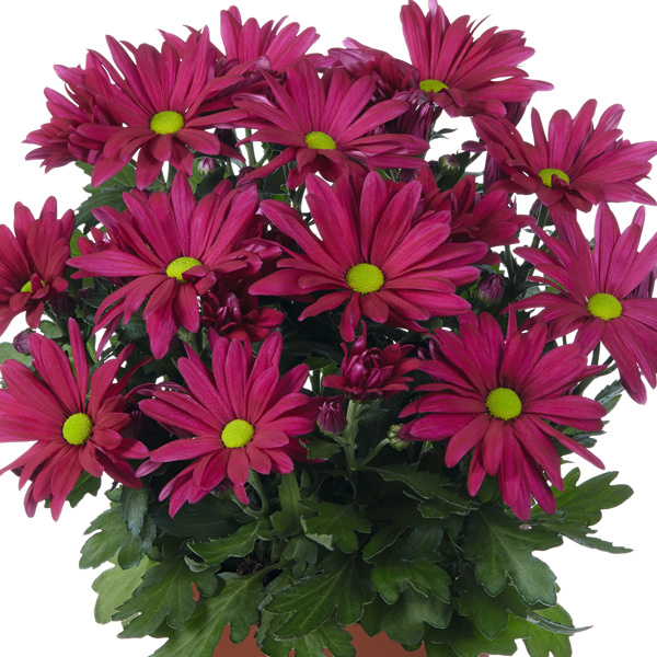 Pot Mum Chrysanthemum Strawberries And Cream Collection