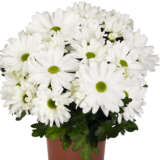 Pot Mum Chrysanthemum Strawberries And Cream Collection