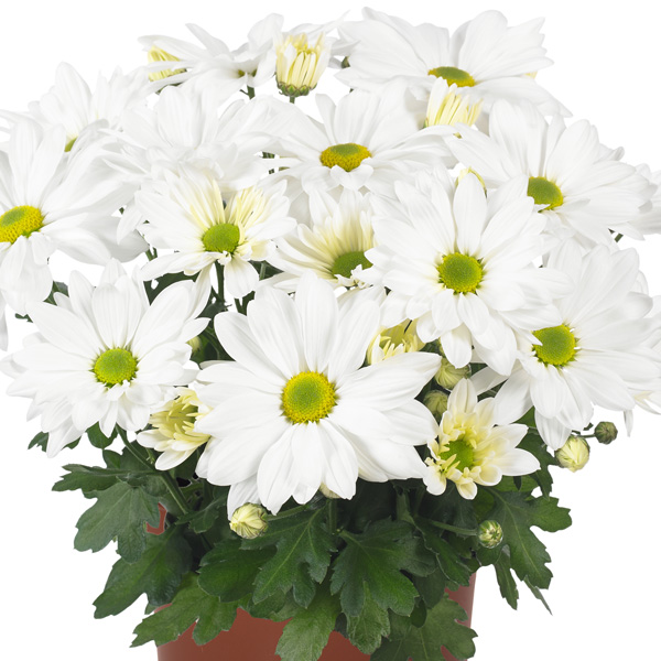 Pot Mum Chrysanthemum Breeze Collection 2