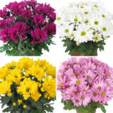 Pot Mum Chrysanthemum Breeze Collection 2 Colpmubc2 - Garden Express Australia