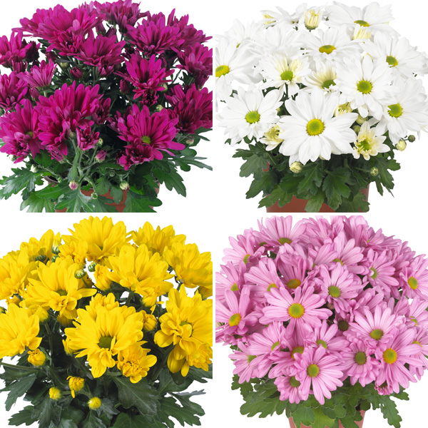 Pot Mum Chrysanthemum Breeze Collection 2