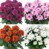 Pot Mum Chrysanthemum Chrystal Collection 2 Colpmucc2 - Garden Express Australia