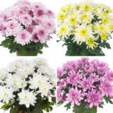 Pot Mum Chrysanthemum Chrystal Collection 3 Colpmucc3 - Garden Express Australia