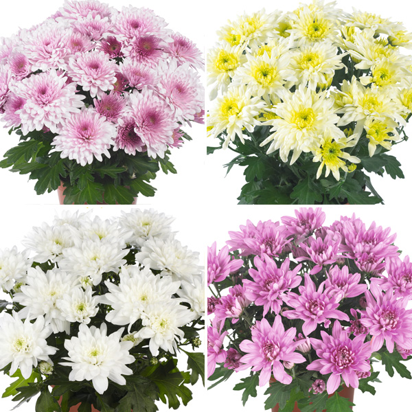 Pot Mum Chrysanthemum Chrystal Collection 3