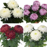 Pot Mum Chrysanthemum Cosmo Disbud Collection Colchrcco - Garden Express Australia