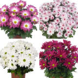 Pot Mum Chrysanthemum Strawberries And Cream Collection Colchrsac - Garden Express Australia