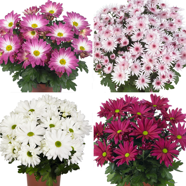 Pot Mum Chrysanthemum Strawberries And Cream Collection