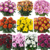 Pot Mum Chrysanthemum Ultimum Collection Colpmuuco - Garden Express Australia