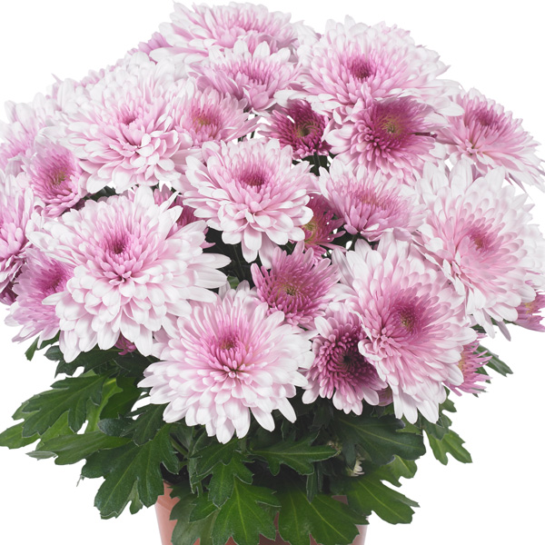 Pot Mum Chrysanthemum Chrystal Collection 3