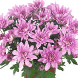 Pot Mum Chrysanthemum Chrystal Collection 3