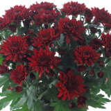 Pot Mum Chrysanthemum Ultimum Collection