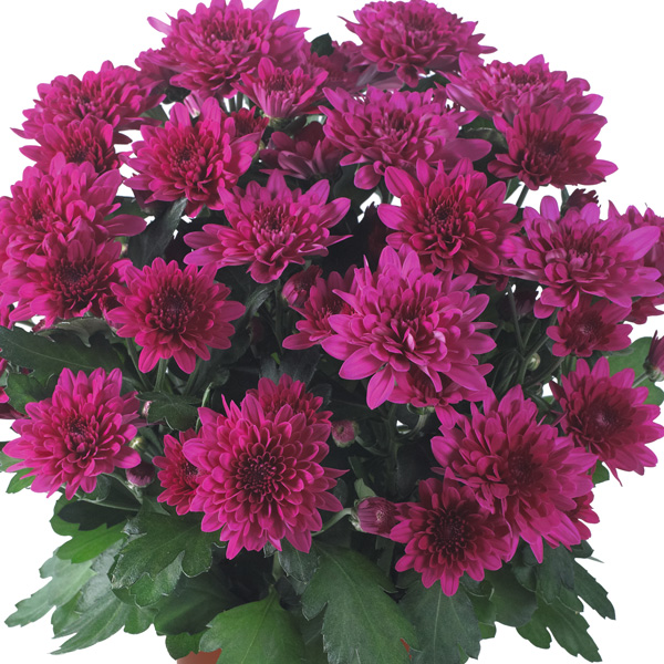 Pot Mum Chrysanthemum Chrystal Collection 2