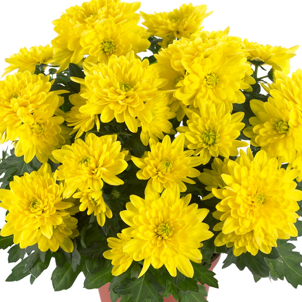 Pot Mum Chrysanthemum Ultimum Collection