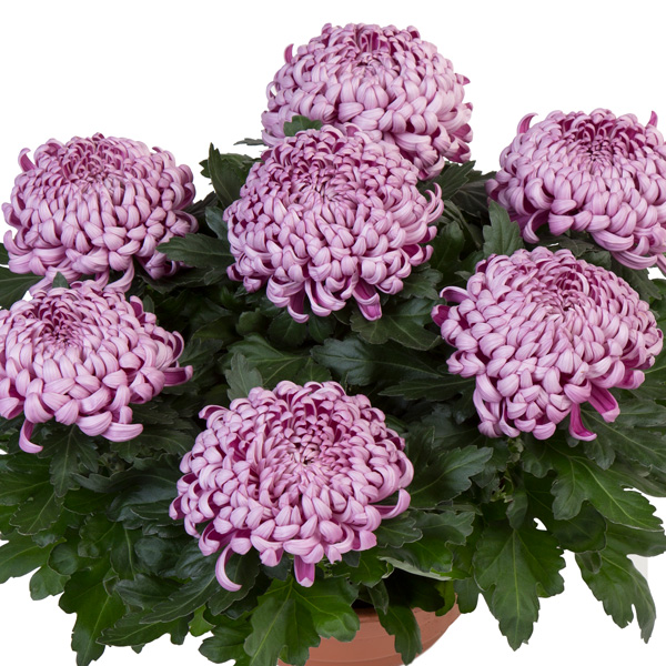 Pot Mum Chrysanthemum Cosmo Disbud Collection