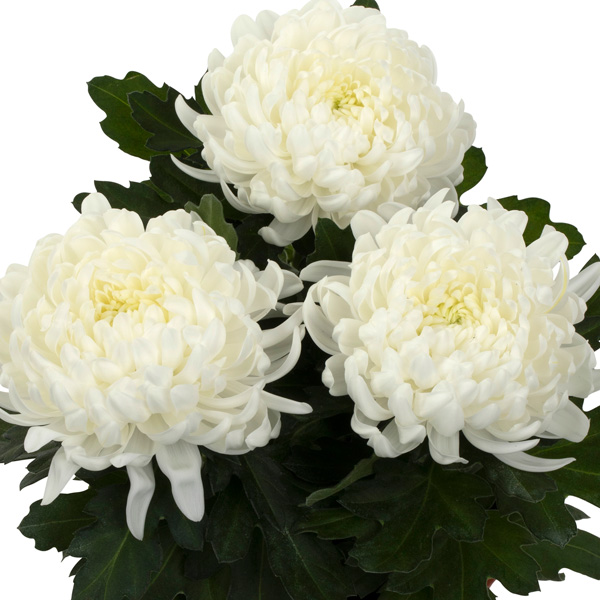 Pot Mum Chrysanthemum Cosmo Disbud Collection