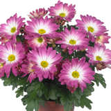 Pot Mum Chrysanthemum Strawberries And Cream Collection