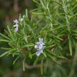 Rosemary White Lporoswhi - Garden Express Australia