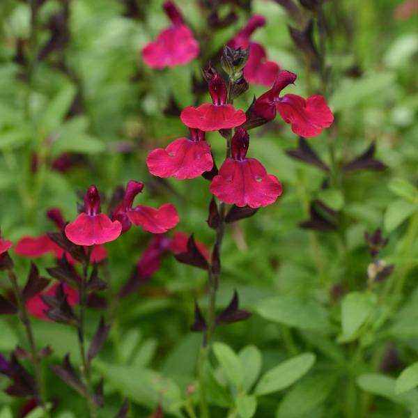 Salvia Mirage Burgundy