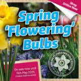 Spring Flowering Bulbs 2025