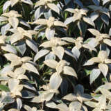 Strobilanthes Gossypinus- Pewter Bush