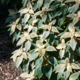 Strobilanthes Gossypinus Pewter Bush P10strgos - Garden Express Australia