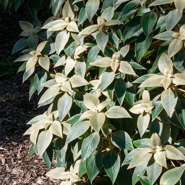 Strobilanthes Gossypinus- Pewter Bush