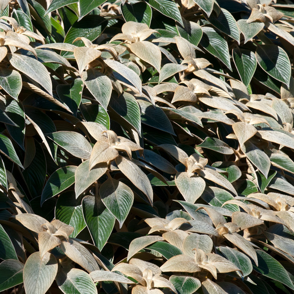 Strobilanthes Gossypinus- Pewter Bush