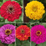 Zinnia Benarys Giant Mixed 3pk