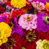 Zinnia Benarys Giant Mixed Colzinbgm - Garden Express Australia