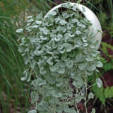 Dichondra Silver Falls P75dicsfa - Garden Express Australia